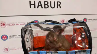 BEGYO Temettü Ödemesi Ne Zaman? Batı Ege GYO Kâr Payı Dağıtıyor!