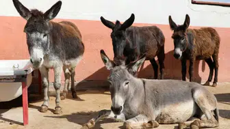 CWENE Hisse Analizi: Enerji Devinde Yükseliş Trendi ve Hedef Fiyat