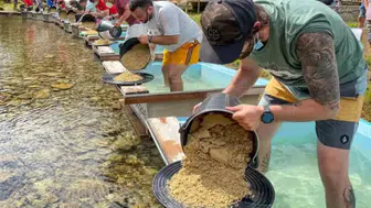 Avrupa'nın kalbinde altına hücum: Nehir yatağından avuç avuç toplanıyor!